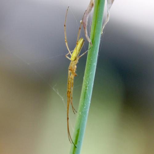 Tetragnatha sp.